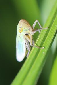 <i>Cicadella viridis</i>