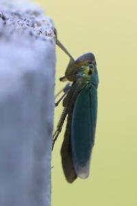 <i>Cicadella viridis</i>