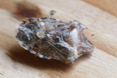 <i>Rhaphigaster nebulosa</i>