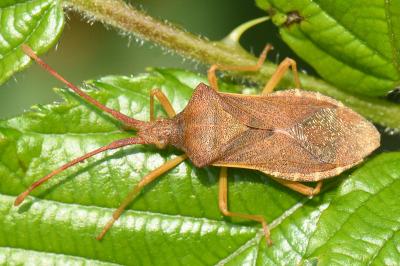 <i>Gonocerus acuteangulatus</i>