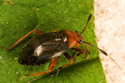 <i>Capsus ater</i>