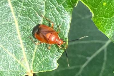 <i>Deraeocoris ruber</i>