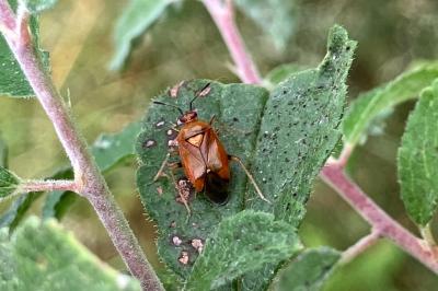 <i>Deraeocoris ruber</i>