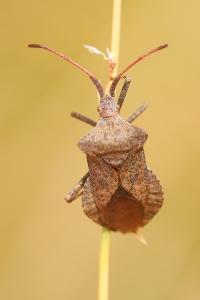 <i>Coreus marginatus</i>