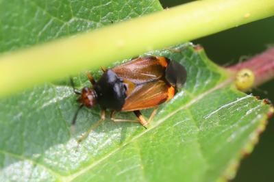 <i>Deraeocoris ruber</i>