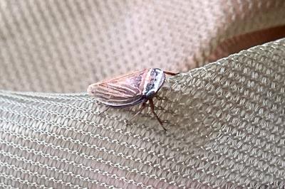 <i>Aphrodes</i>