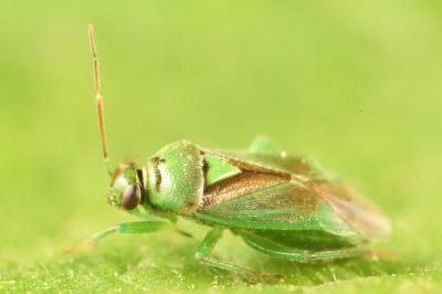 <i>Orthops campestris</i>