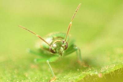 <i>Orthops campestris</i>