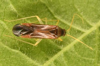 <i>Phylus coryli</i>