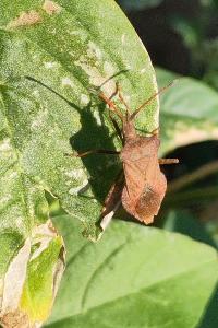 <i>Coreus marginatus</i>