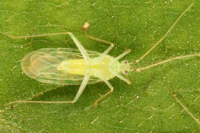 <i>Malacocoris chlorizans</i>