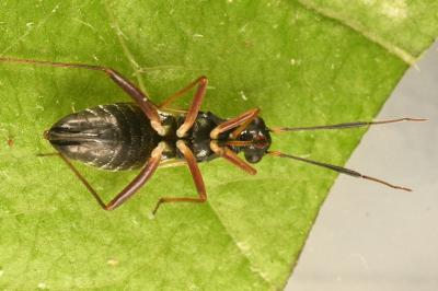 <i>Globiceps fulvicollis</i>