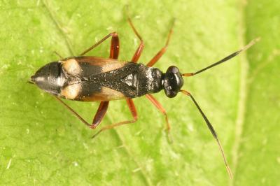 <i>Globiceps fulvicollis</i>