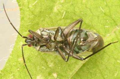 <i>Macrotylus herrichi</i>