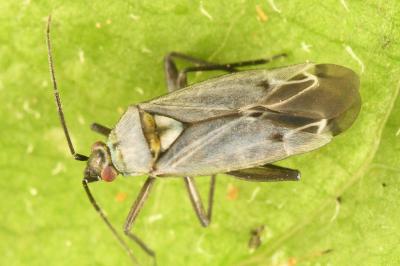 <i>Macrotylus herrichi</i>