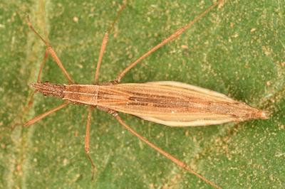 <i>Berytinus clavipes</i>