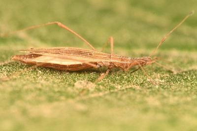 <i>Berytinus clavipes</i>