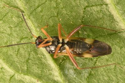 <i>Globiceps fulvicollis</i>