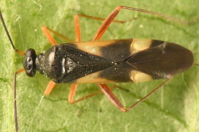 <i>Globiceps fulvicollis</i>