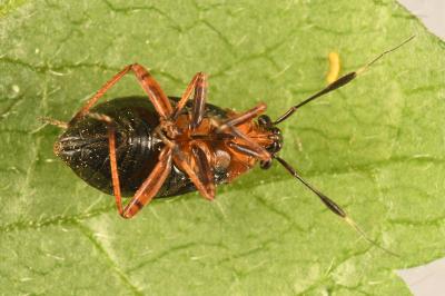 <i>Capsus ater</i>