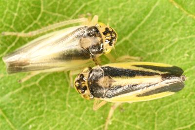 <i>Evacanthus interruptus</i>