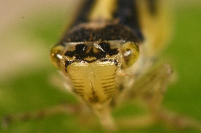 <i>Evacanthus interruptus</i>