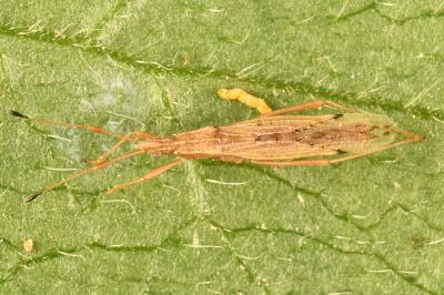 <i>Berytinus signoreti</i>
