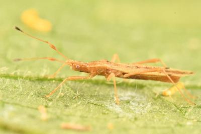 <i>Berytinus signoreti</i>
