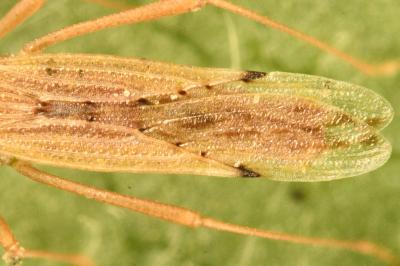 <i>Berytinus signoreti</i>