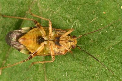 <i>Lygus pratensis</i>