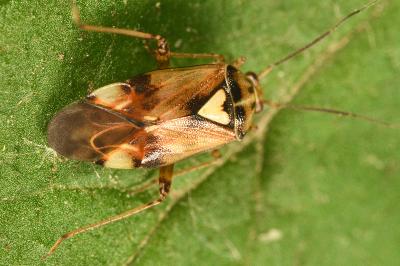 <i>Lygus pratensis</i>
