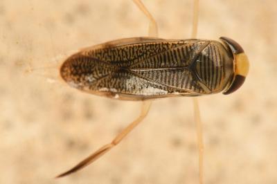 <i>Sigara limitata</i>