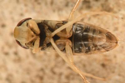<i>Sigara limitata</i>