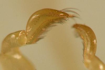 <i>Sigara limitata</i>