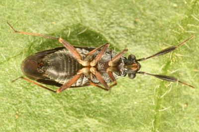 <i>Heterocordylus italicus</i>