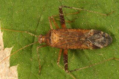 <i>Phytocoris ulmi</i>