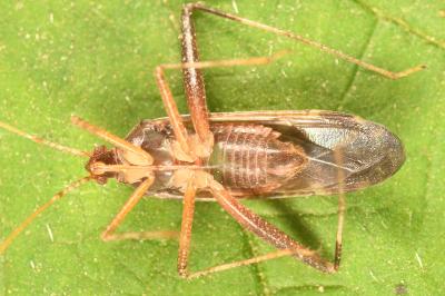 <i>Phytocoris ulmi</i>