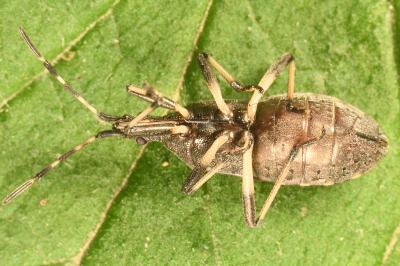 <i>Dicranocephalus medius</i>