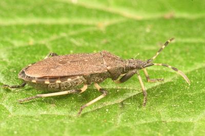 <i>Dicranocephalus medius</i>
