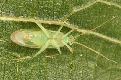 <i>Orthotylus viridinervis</i>