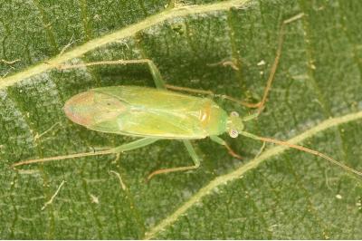 <i>Orthotylus viridinervis</i>