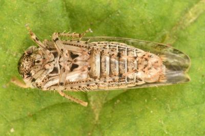 <i>Allygidius atomarius</i>