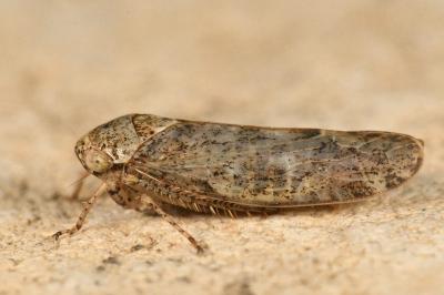 <i>Allygidius atomarius</i>