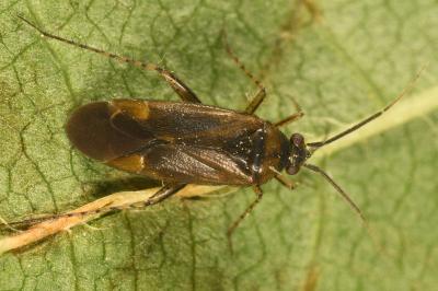 <i>Plagiognathus arbustorum</i>