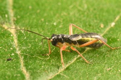 <i>Pithanus maerkelii</i>