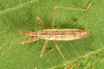 <i>Nabis limbatus</i>
