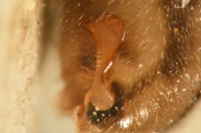 <i>Nabis limbatus</i>