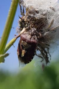 <i>Dolycoris baccarum</i>
