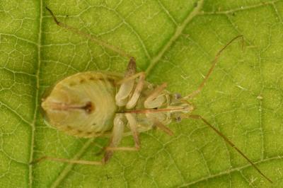 <i>Amblytylus nasutus</i>
