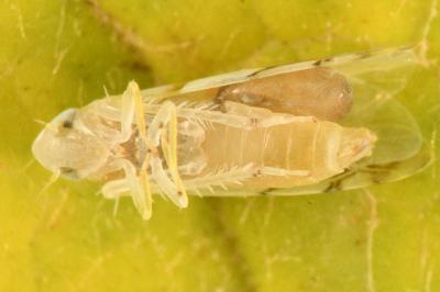 <i>Typhlocyba quercus</i>
